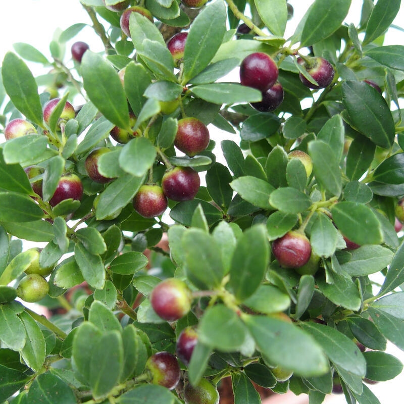 Pokój bonsai - Ilex crenata - Ostrokrzew