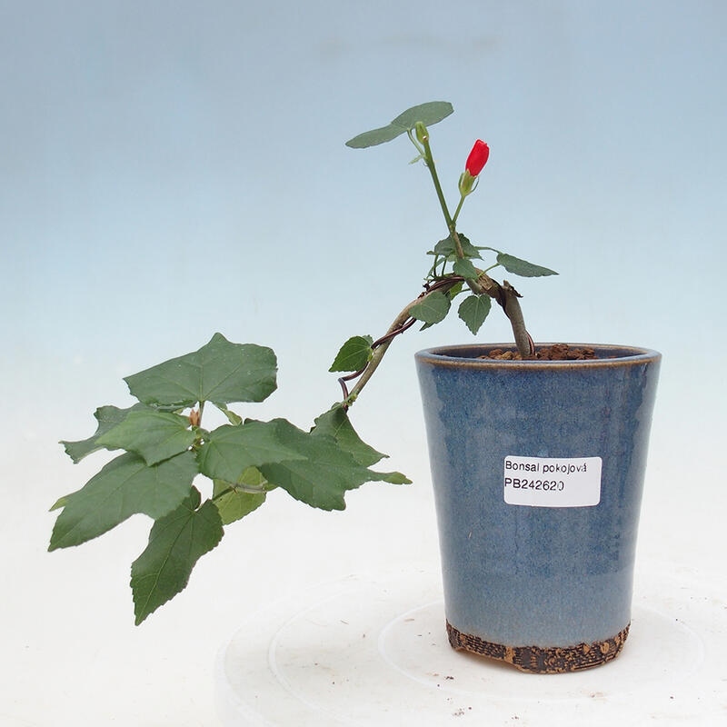 Kryte bonsai - Malvaviscus arboreus - hibiskus drzewny
