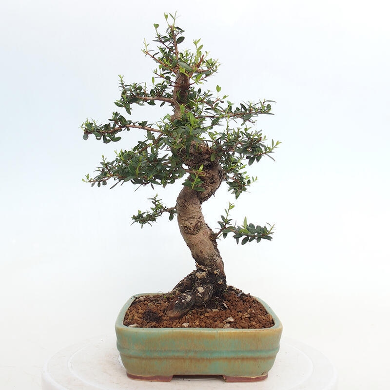 Bonsai do wnętrz - Myrtus communis - Mirt pospolity