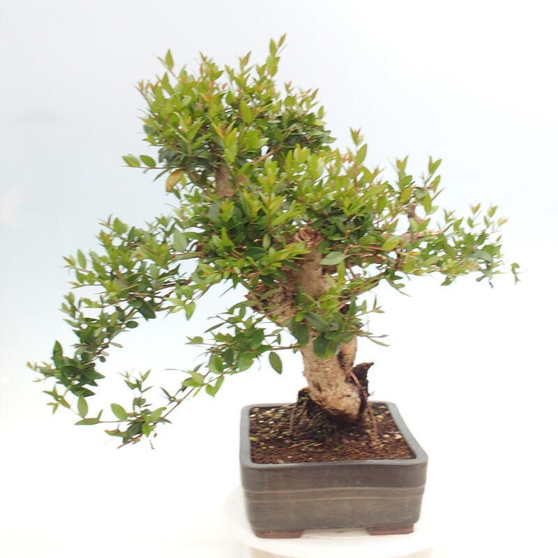 Bonsai do wnętrz - Myrtus communis - Mirt pospolity
