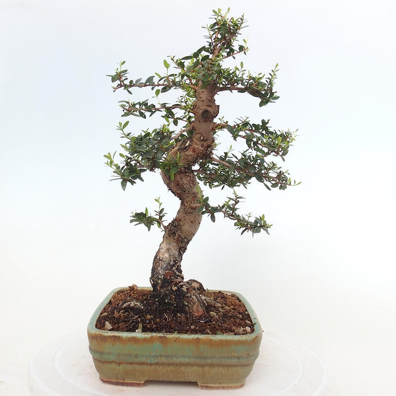 Bonsai do wnętrz - Myrtus communis - Mirt pospolity