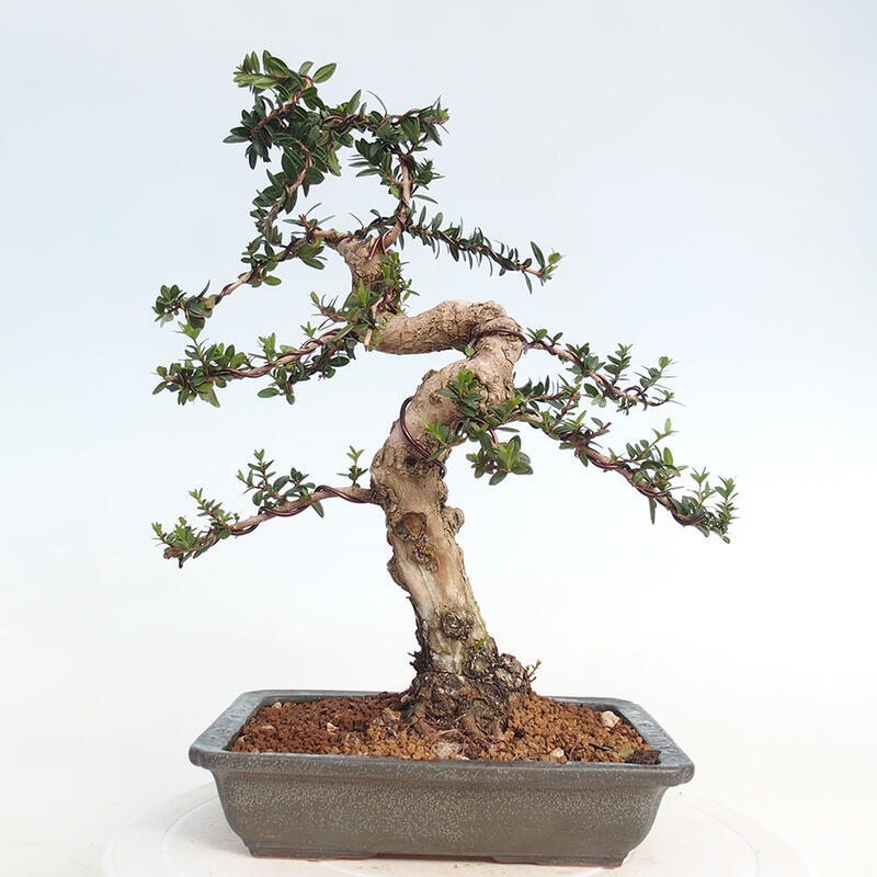 Bonsai do wnętrz - Myrtus communis - Mirt pospolity