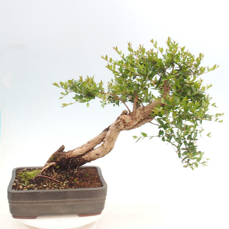 Bonsai do wnętrz - Myrtus communis - Mirt pospolity