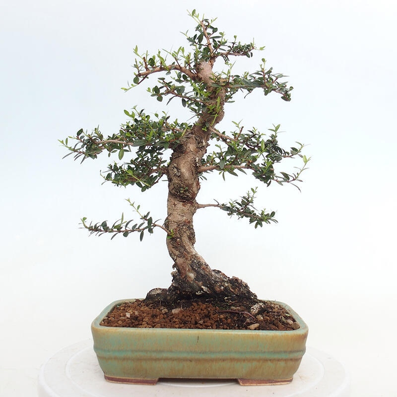 Bonsai do wnętrz - Myrtus communis - Mirt pospolity