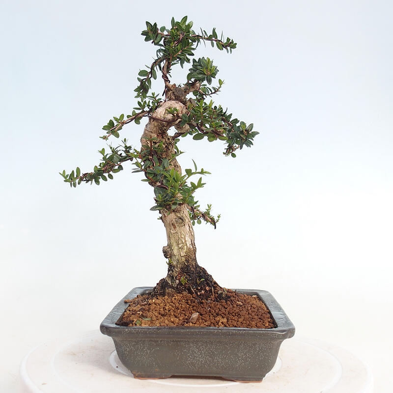 Bonsai do wnętrz - Myrtus communis - Mirt pospolity