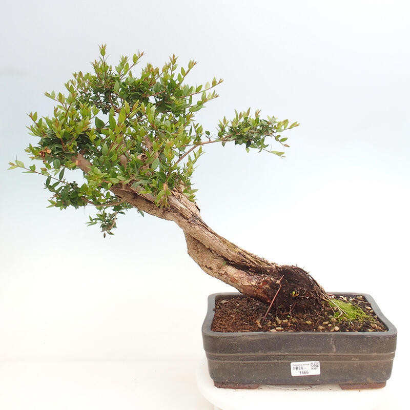 Bonsai do wnętrz - Myrtus communis - Mirt pospolity