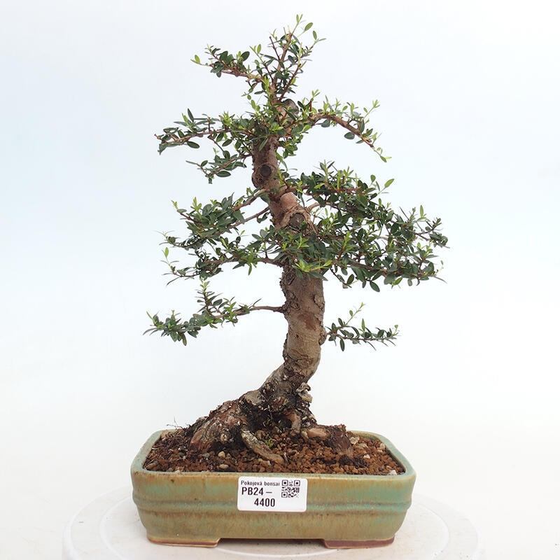 Bonsai do wnętrz - Myrtus communis - Mirt pospolity