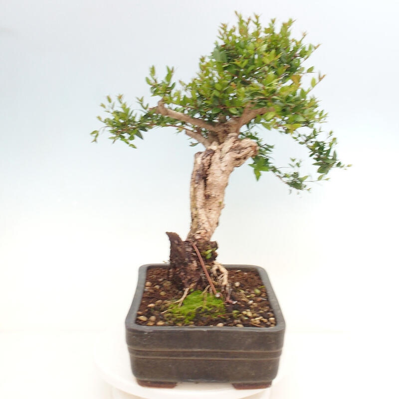 Bonsai do wnętrz - Myrtus communis - Mirt pospolity