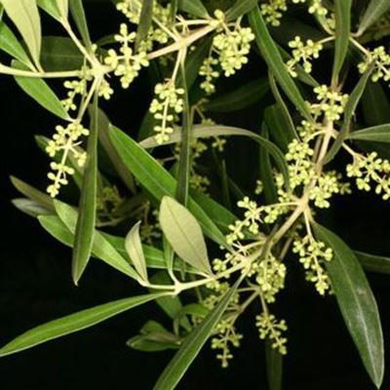 Bonsai do wnętrz - Olea europaea sylvestris
