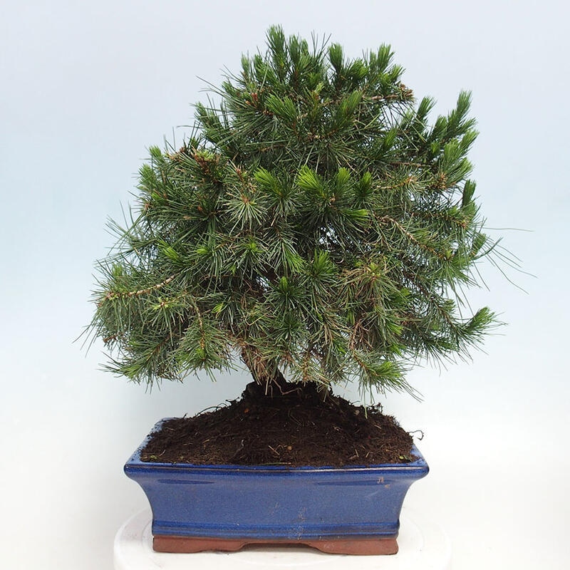 Pokój bonsai - Pinus halepensis - Sosna z Aleppo