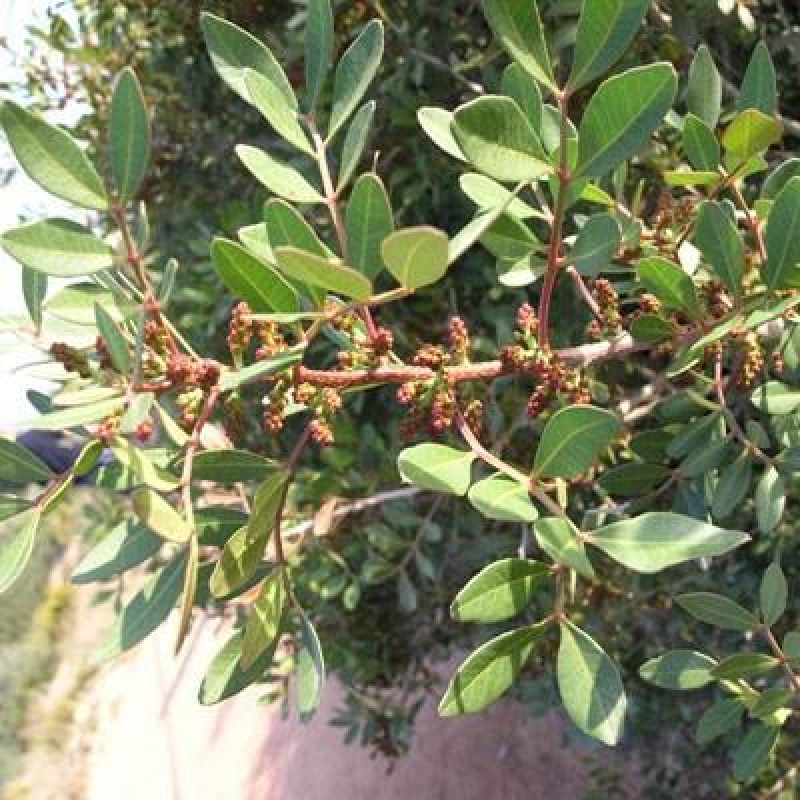 Bonsai pokojowe – Pistacia Lentiscus – Pistacja