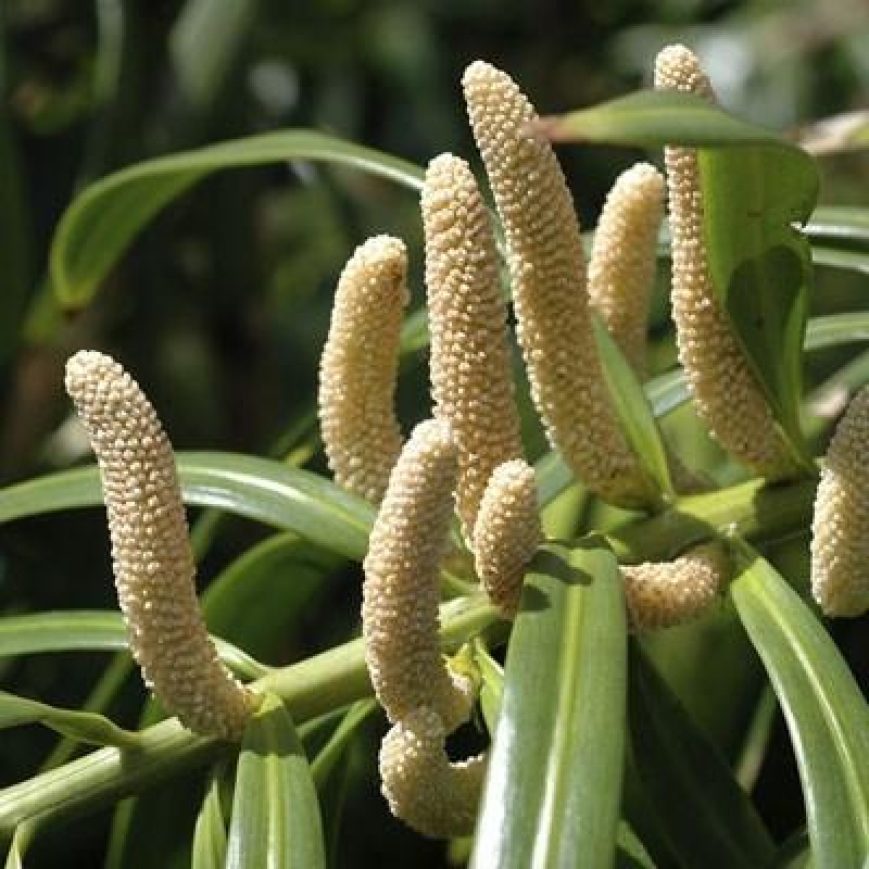 Pokój bonsai - Podocarpus - Kamienny cis