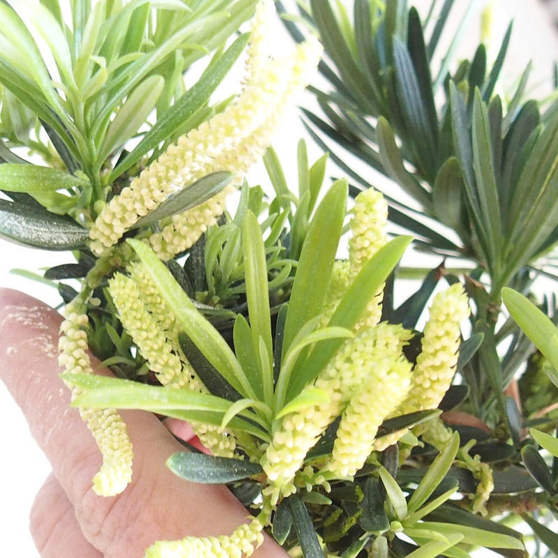 Pokój bonsai - Podocarpus - Kamienny cis