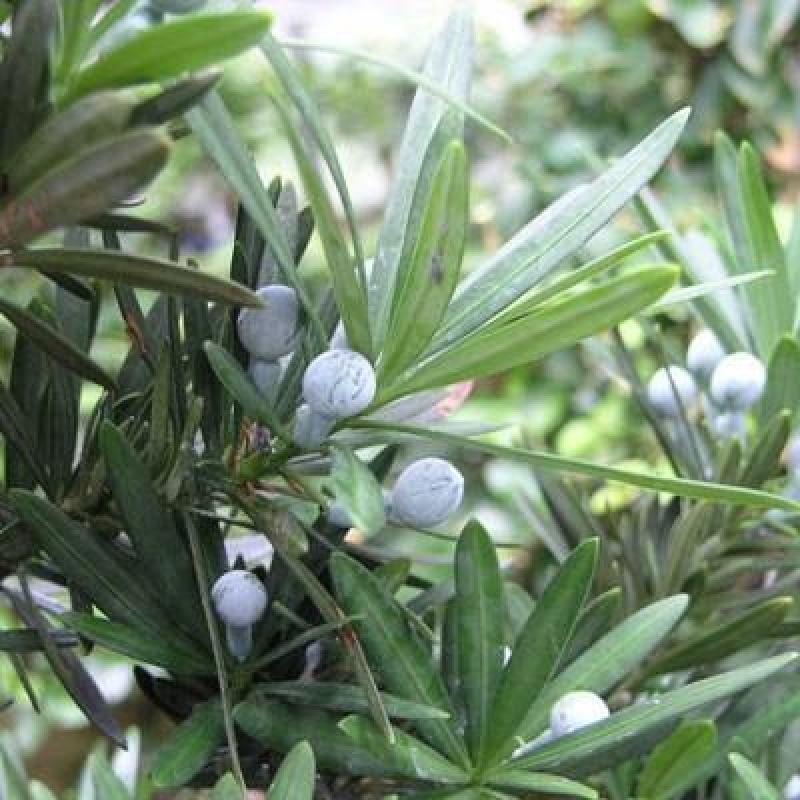Kryty bonsai - Podocarpus - Kamienny tys
