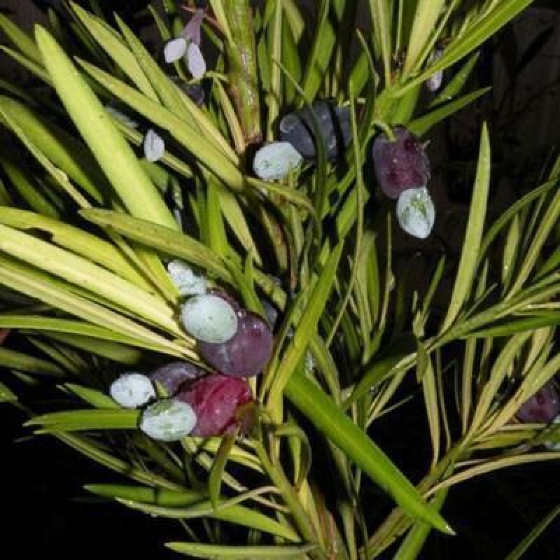 Kryty bonsai - Podocarpus - Kamienny tys