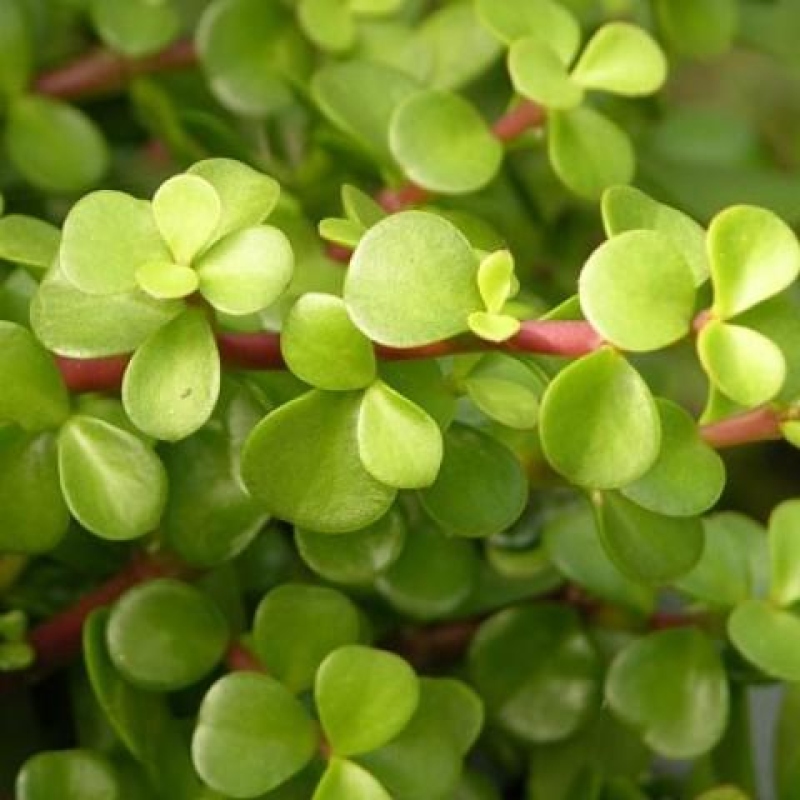 Pokój bonsai - Portulakaria Afra - Tlustice