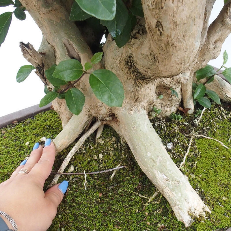 Bonsai wewnętrzne - Premna serratifolia - Kozlovon drobnolistny