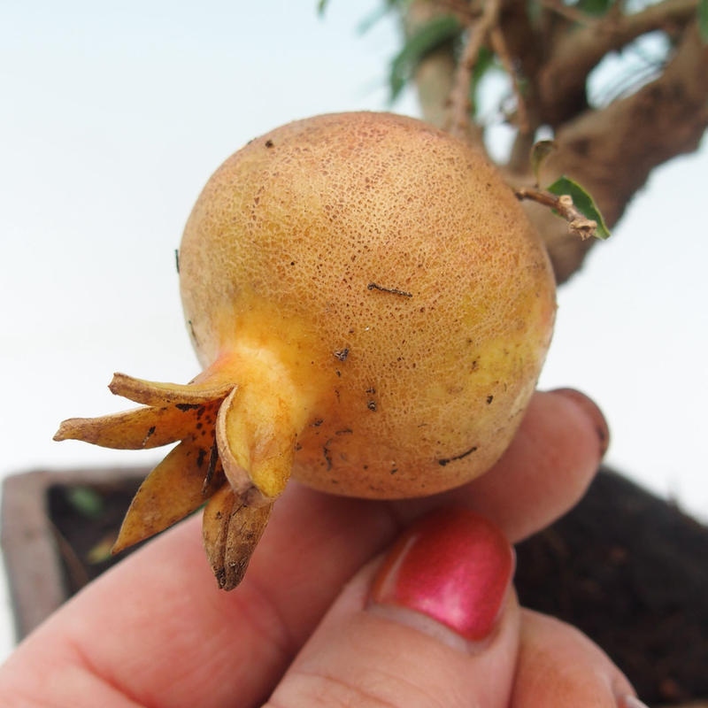 Pokój bonsai-Punica granatum nana-Granat