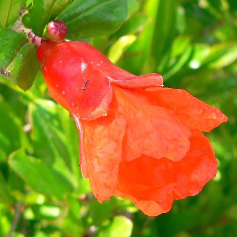 Pokój bonsai - PUNICA granatum nana - jabłko granatu