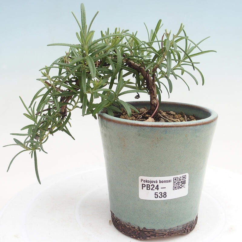 Kryte bonsai - Rozmaryn-Rosmarinus officinalis