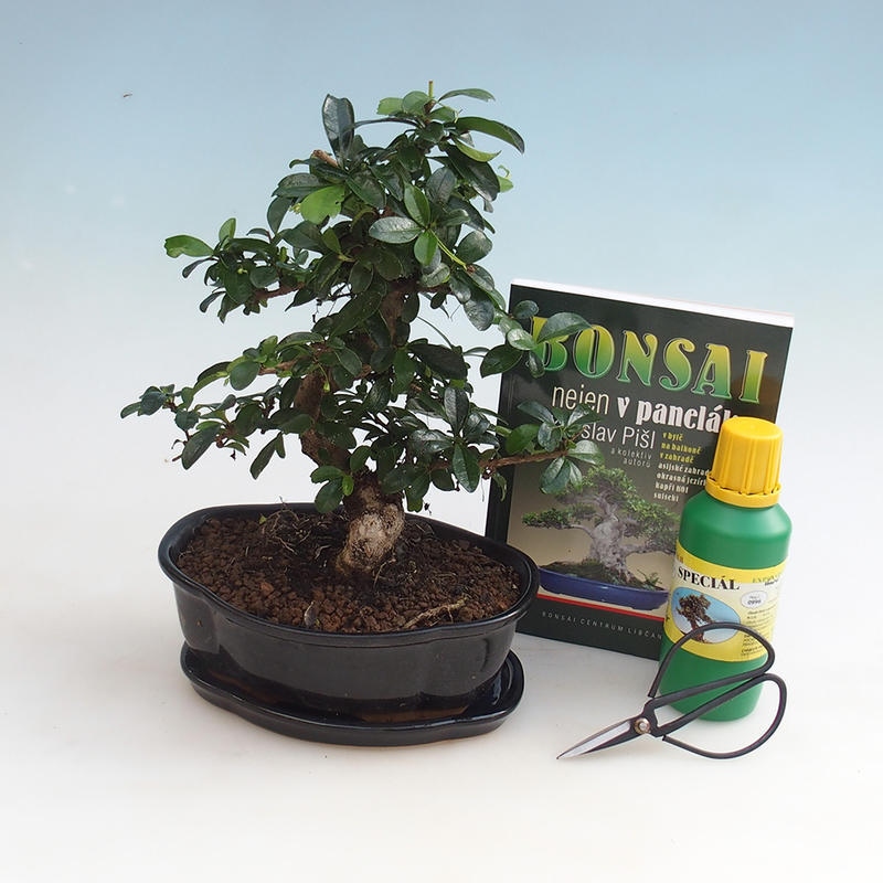 Zestaw bonsai do pokoju