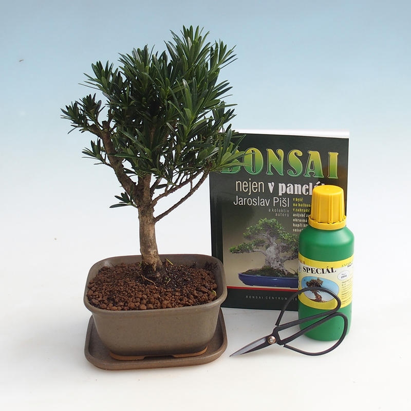 Zestaw bonsai do pokoju