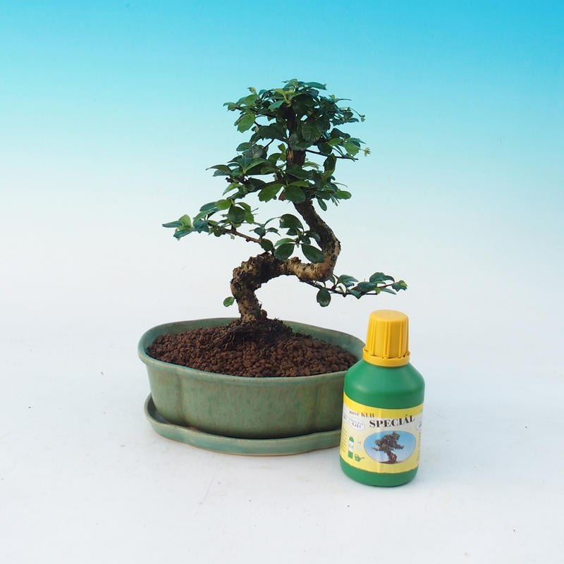 Zestaw bonsai do pokoju Carmona macrophylla - Tea fuki