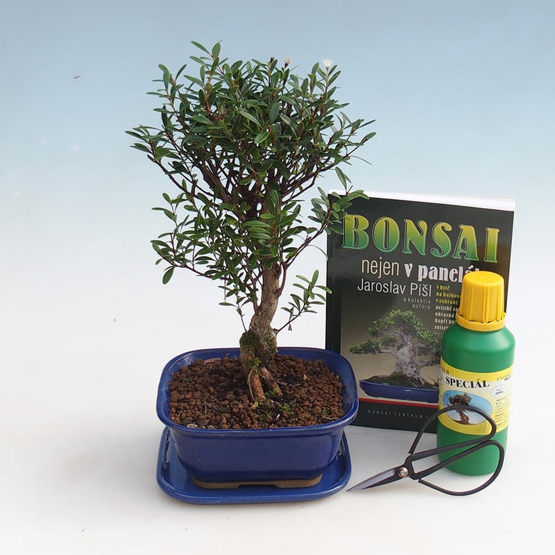 Zestaw bonsai do pokoju