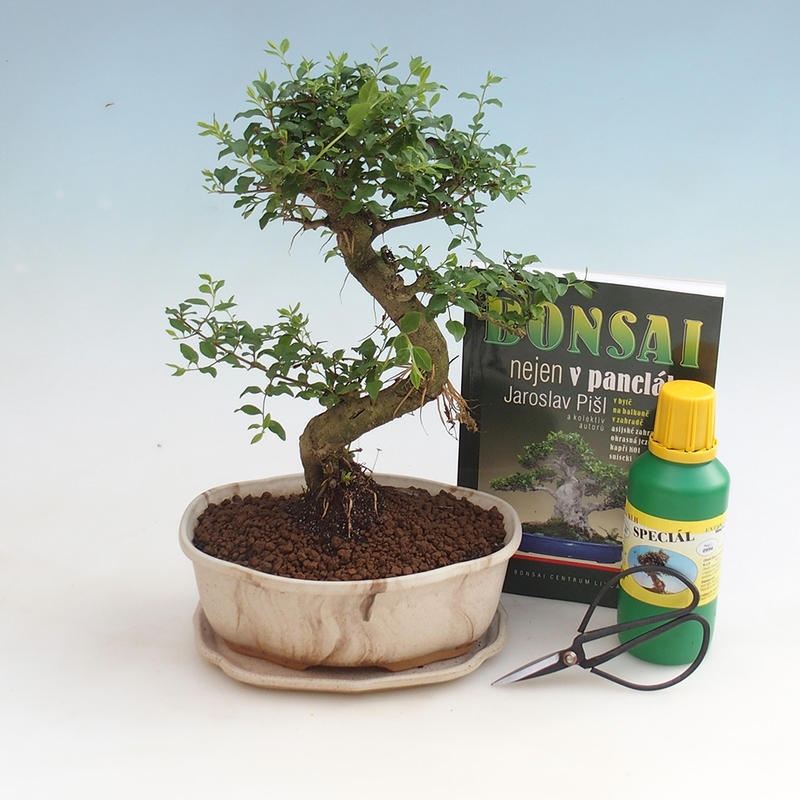 Zestaw bonsai do pokoju