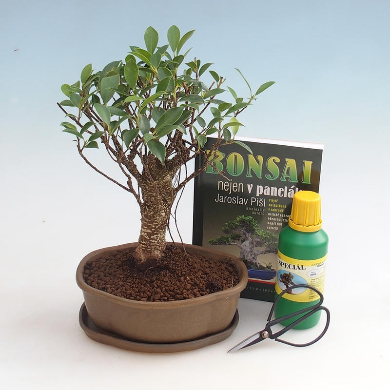 Zestaw bonsai do pokoju