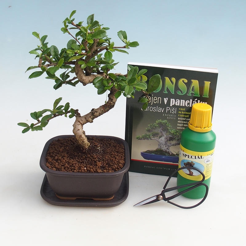 Zestaw bonsai do pokoju
