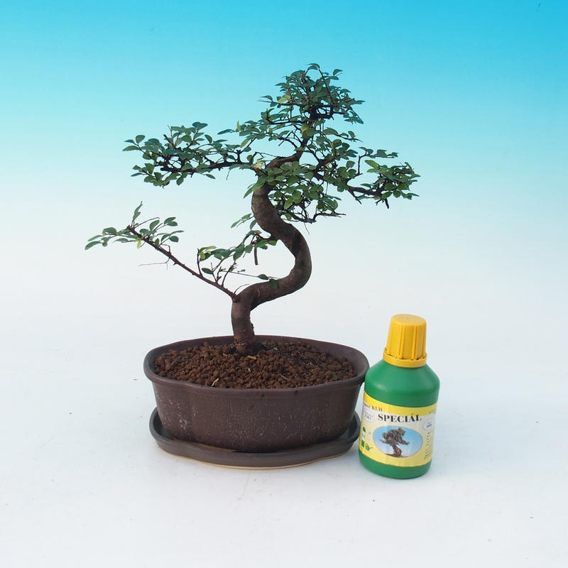Zestaw bonsai do pokoju Ulmus parvifolia - wiąz chiński
