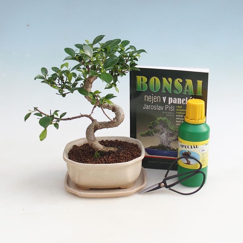 Zestaw bonsai do pokoju
