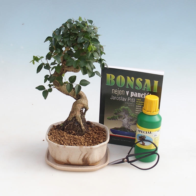 Zestaw bonsai do pokoju