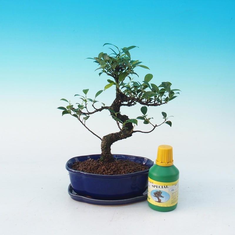 Zestaw bonsai do pokoju Ficus retusa - figowiec drobnolistny