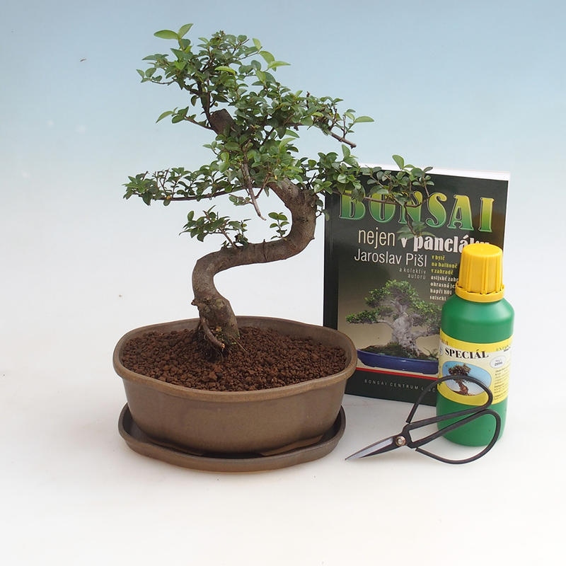 Zestaw bonsai do pokoju