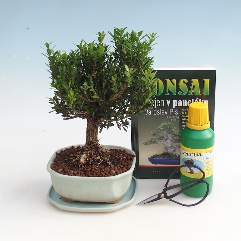 Zestaw bonsai do pokoju