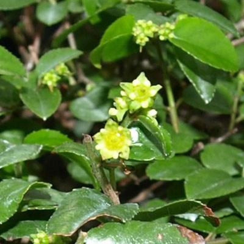 Kokedama z podstawką – Sagerécie thea – Sagerécie thea