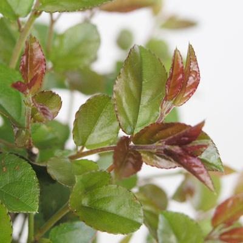 Kokedama z podstawką – Sagerécie thea – Sagerécie thea