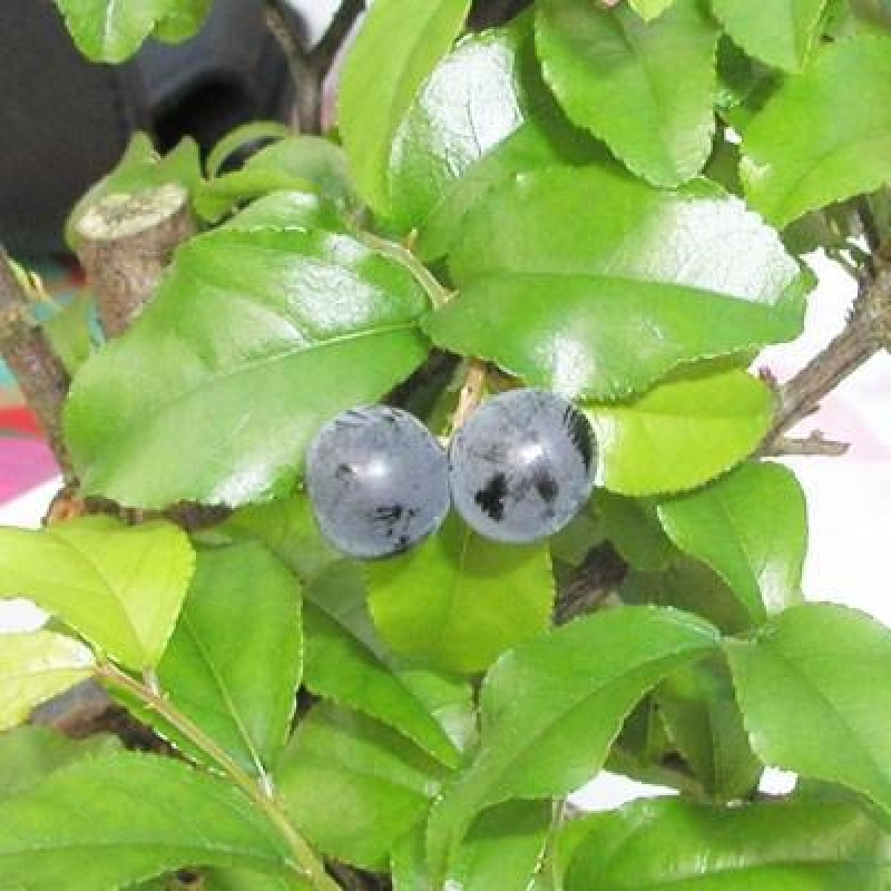 Bonsai pokojowe - Sageretia thea - Sageretia thea