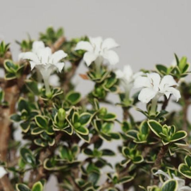 Bonsai do wnętrz - Serissa foetida Variegata - Drzewo tysiąca gwiazd