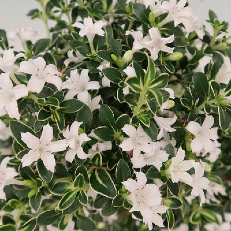 Bonsai do wnętrz - Serissa foetida Variegata - Drzewo tysiąca gwiazd