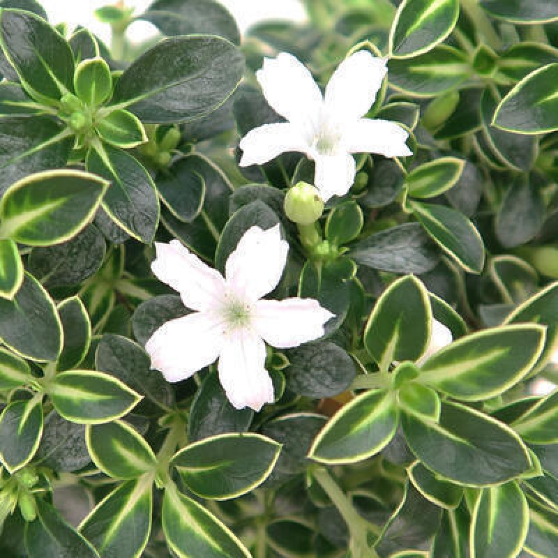 Bonsai do wnętrz - Serissa foetida Variegata - Drzewo tysiąca gwiazd