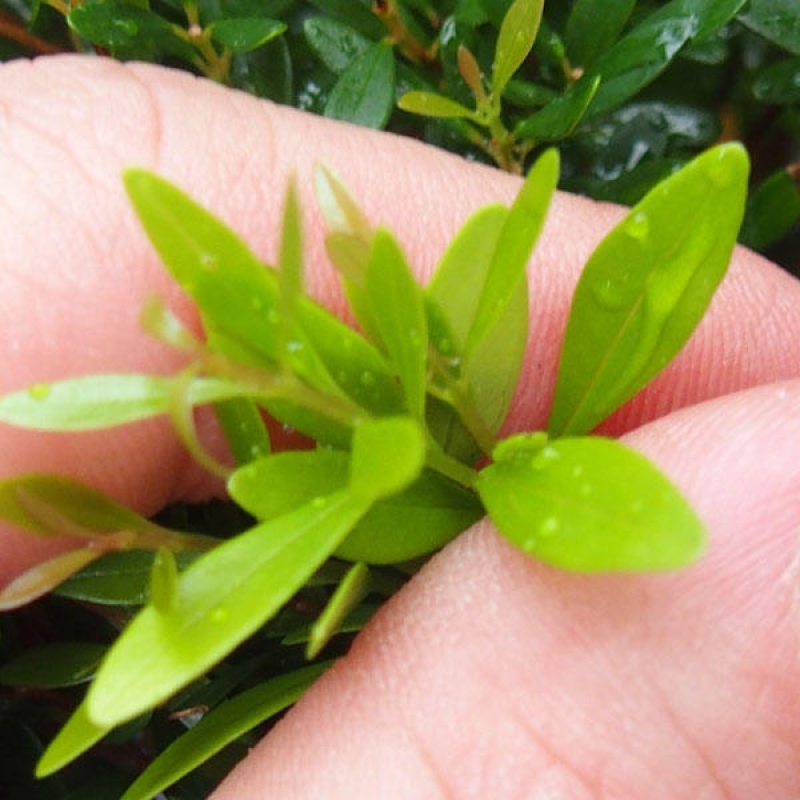 Pokój bonsai - Syzygium - Pimento