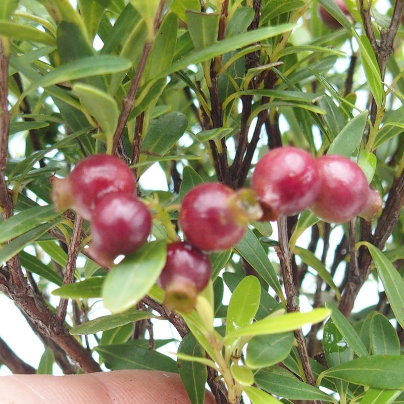 Pokój bonsai - Syzygium - Pimento