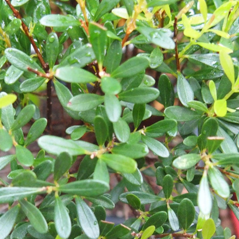 Pokój bonsai - Syzygium - Pimento