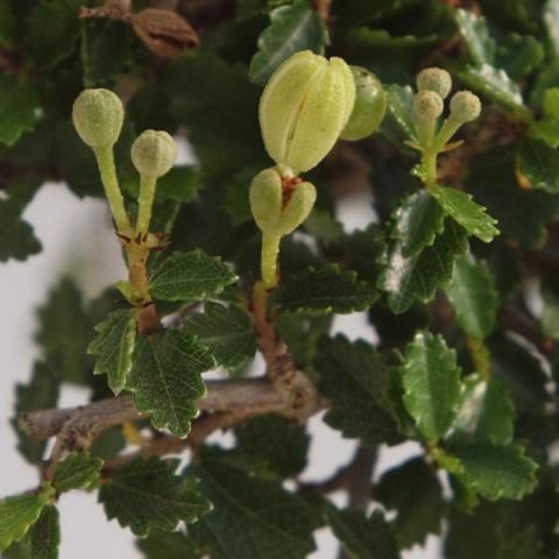 Kryty bonsai - Ulmus parvifolia - Wiąz drobnolistny