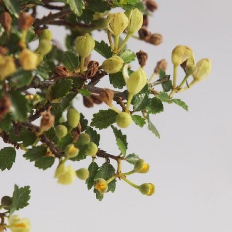 Pokój bonsai - Ulmus parvifolia - Wiąz drobnolistny