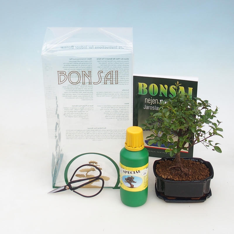 Room bonsai w pudełku upominkowym Sagaretie thea - herbata Sagaretie