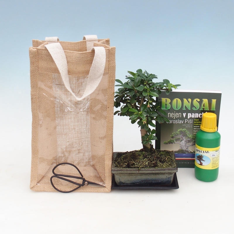Bonsai pokojowe w torbie prezentowej - JUTA Carmona-tea fuki